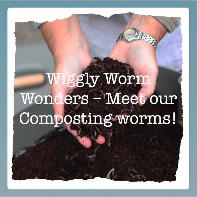 Get to Know Our Wiggly Dendrobaena Composting Worms + Win a Starter Batch!