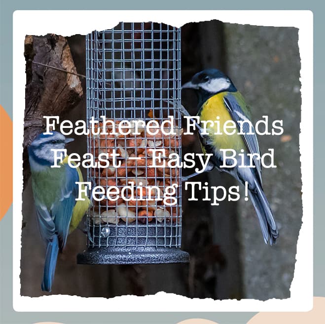 Feathered Friends Feast: Winter Bird Feeding Tips for Day 6 of Wiggle-mas