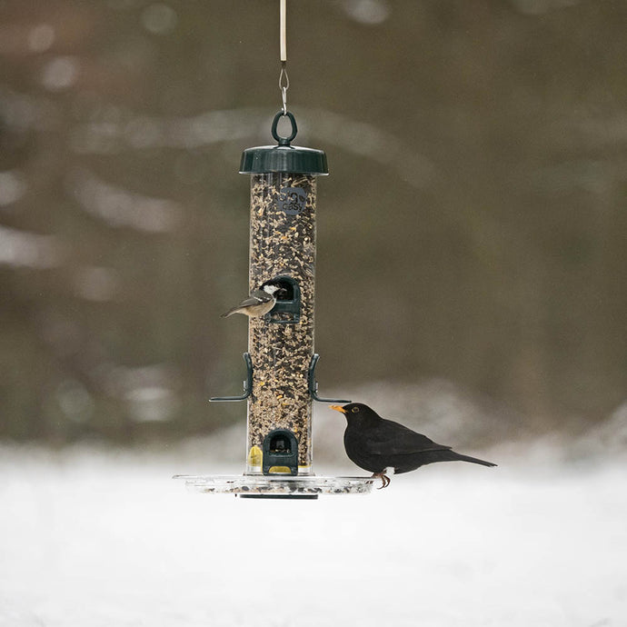 Jumpstart Your Birdfeeding Journey: How to Use a Seed Mix to Attract Feathered Friends