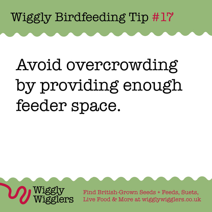 Why You Should Avoid Overcrowding Your Birdfeeders