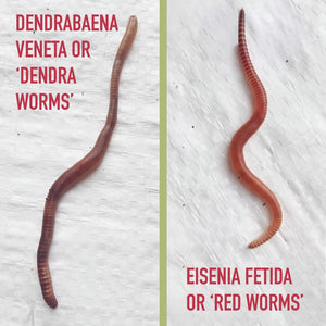 types of worms