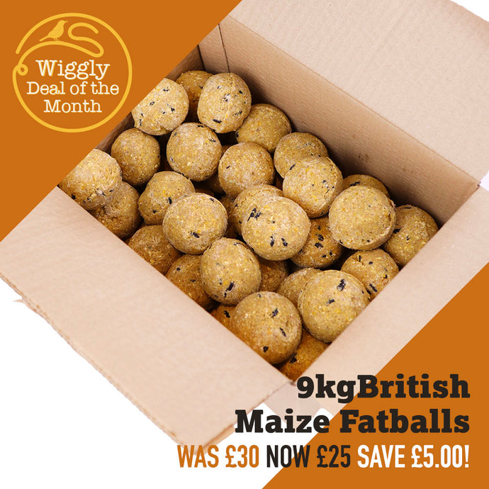 Our Deal of the Month December 2024 - 9kg (approx 100) British Maize Fatballs for £25 - Saving £5!