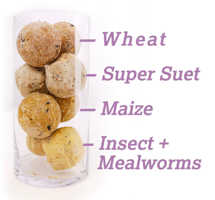 Suet Balls: A High-Energy Treat for Your Garden Birds