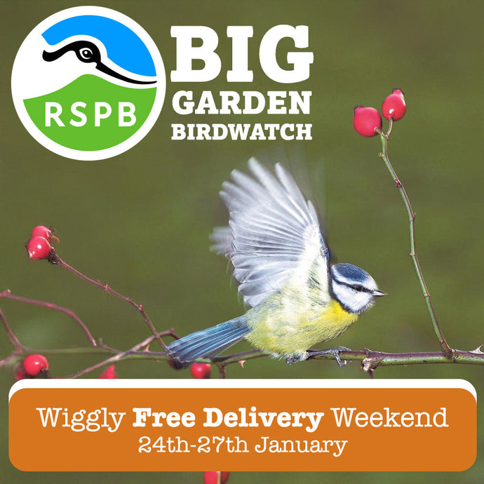 Get Involved in the RSPB Big Garden Birdwatch – and Support Your Garden Birds This Winter