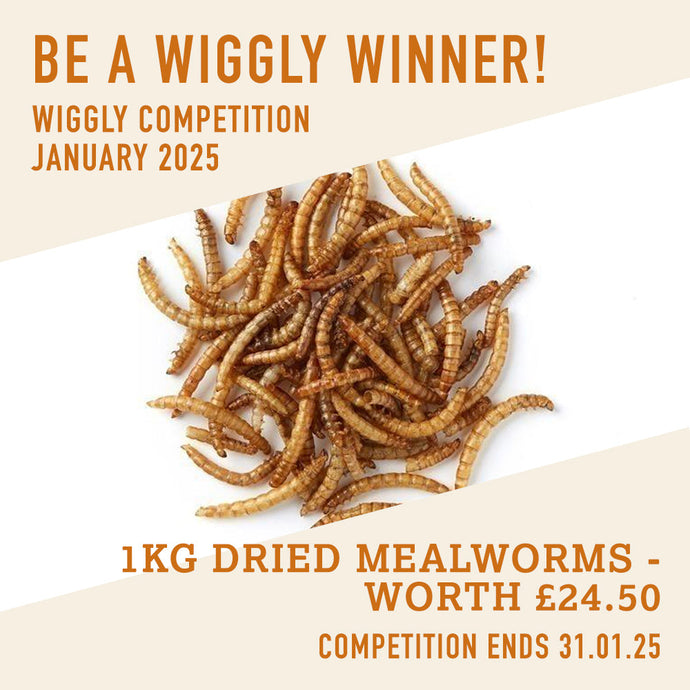 WIN WITH WIGGLY JANUARY 2025 – 1KG PREMIUM DRIED MEALWORMS - WORTH £24.50