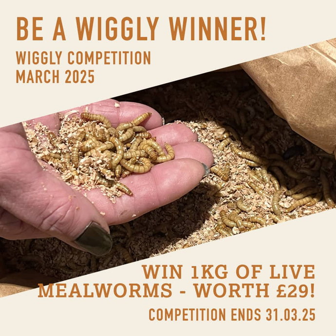 WIN WITH WIGGLY MARCH 2025 – 1KG OF LIVE MEALWORMS - WORTH £29!