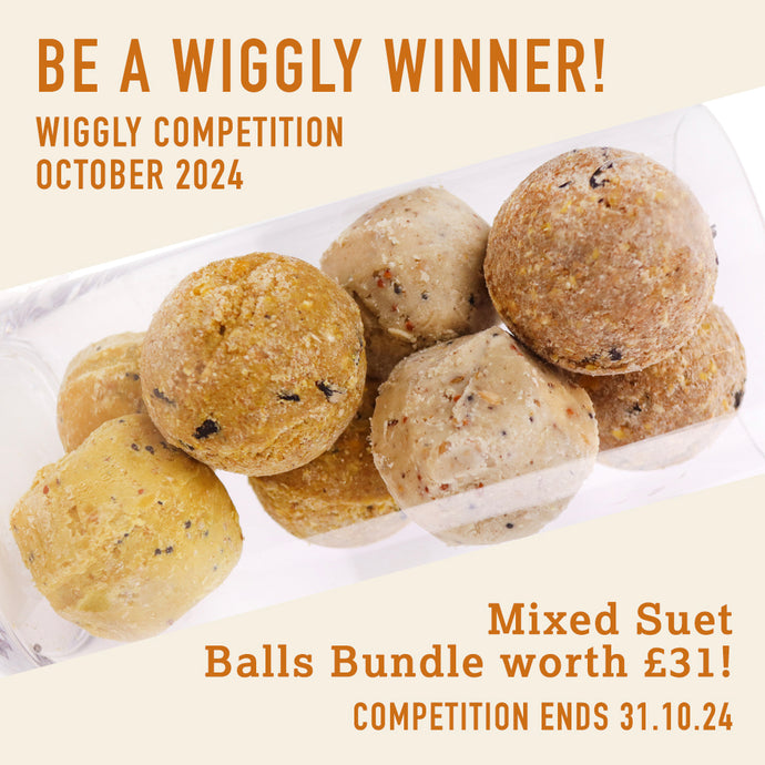 WIN WITH WIGGLY OCTOBER 2024 – A Mixed Suet Balls Bundle (80 balls in total) worth £31!