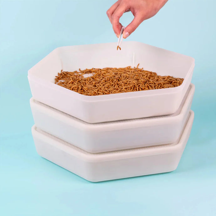 Say Hello to Our Newest Wiggly Wonder: The Home-Grown Live Mealworm Kit!