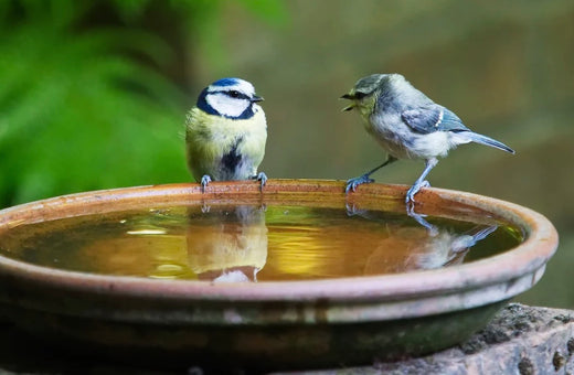 Feeding your garden birds in February!