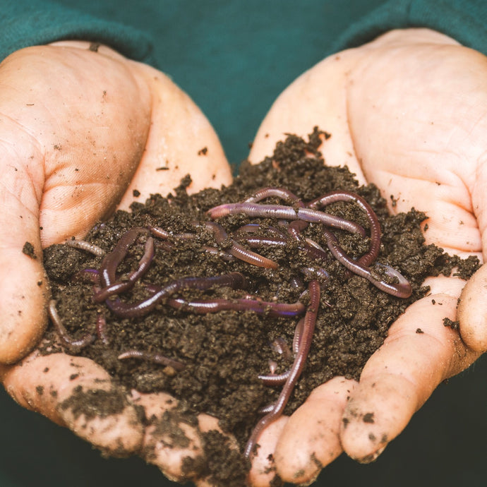 WW Video: Garden Worms are great for soil!