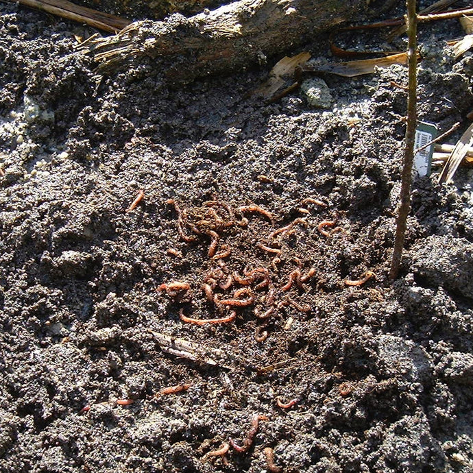 WW Video: Earthworms are great for Sports?!?!