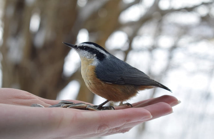 A Feast for Feathers: What to Feed Your Garden Birds