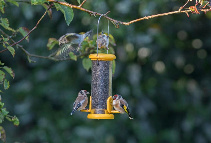 6 Reasons Why Birds Aren't Coming to Your Bird Feeder - ECCB Outdoor