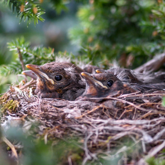 WW Video: What's the Best food for Birds on the Nest?