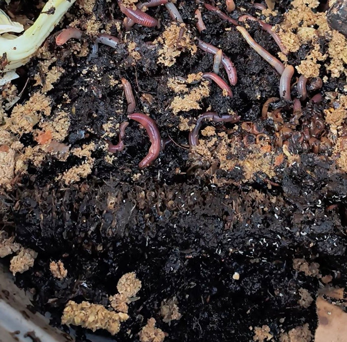 WW Video: Where is the Compost in my Wormery?