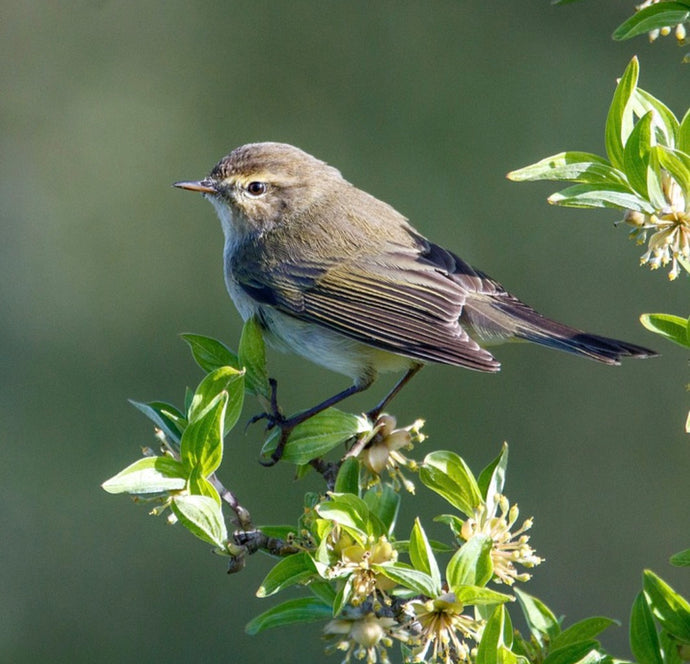 Summer Bird Buffet: Fun Tips for Feeding Your Garden Birds