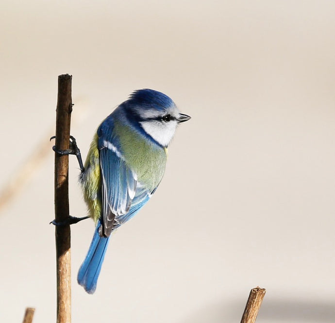 British Birds You Can Spot in Your Garden During Summer