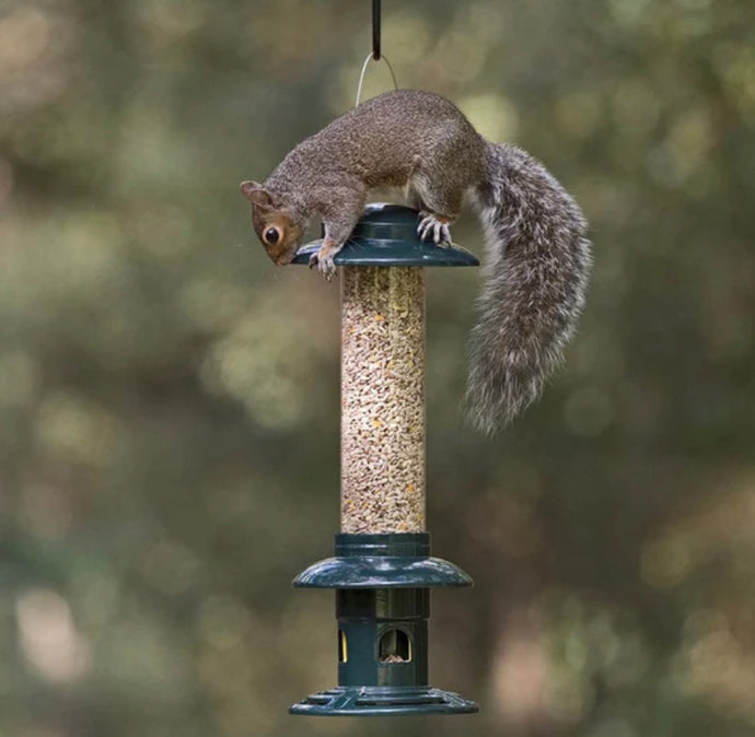 Having a problem with Squirrels? Try a squirrel-proof feeder!