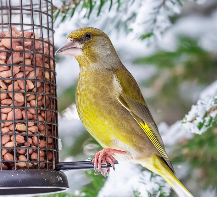 Should I move my Bird Feeders regularly?