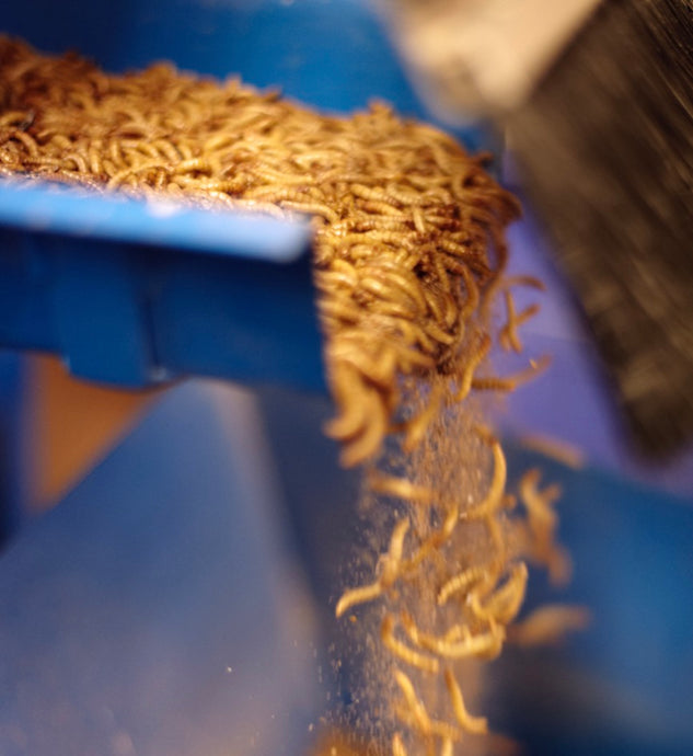 How to feed your Live Mealworms?