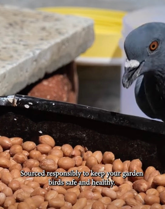 WW Video: Peanuts are perfect for garden peckers!