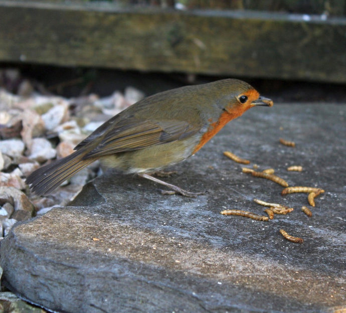 Your Garden Birds LOVE Live Food!