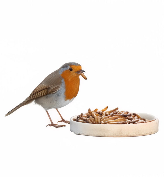 Why Feeding Live Mealworms in Winter is a Game-Changer for Your Garden Birds