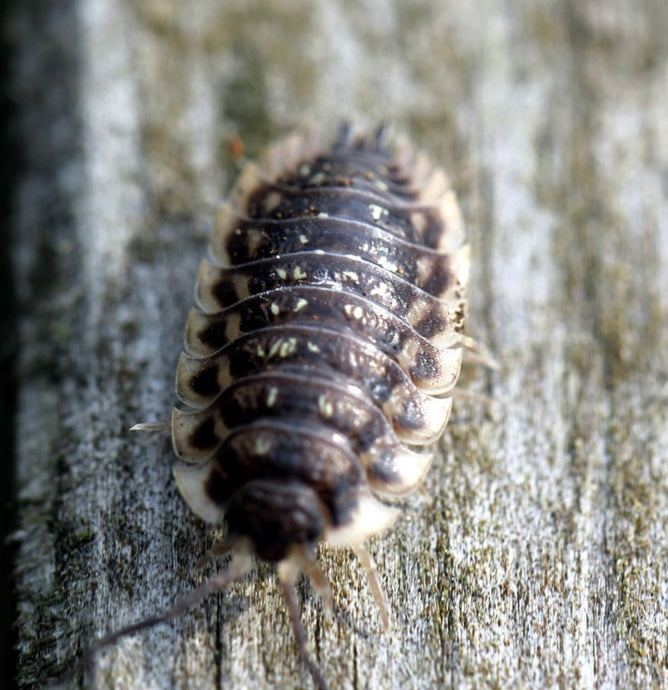 Top wiggly tips to rid your wormery of Woodlice