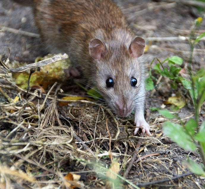 Tips for Deterring Rats While Birdfeeding