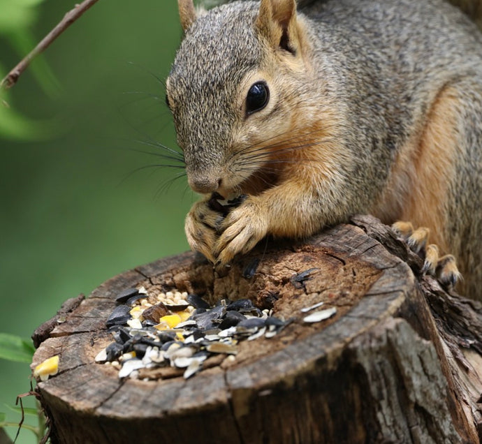 WW Video: Squirrels and Birdfeeding