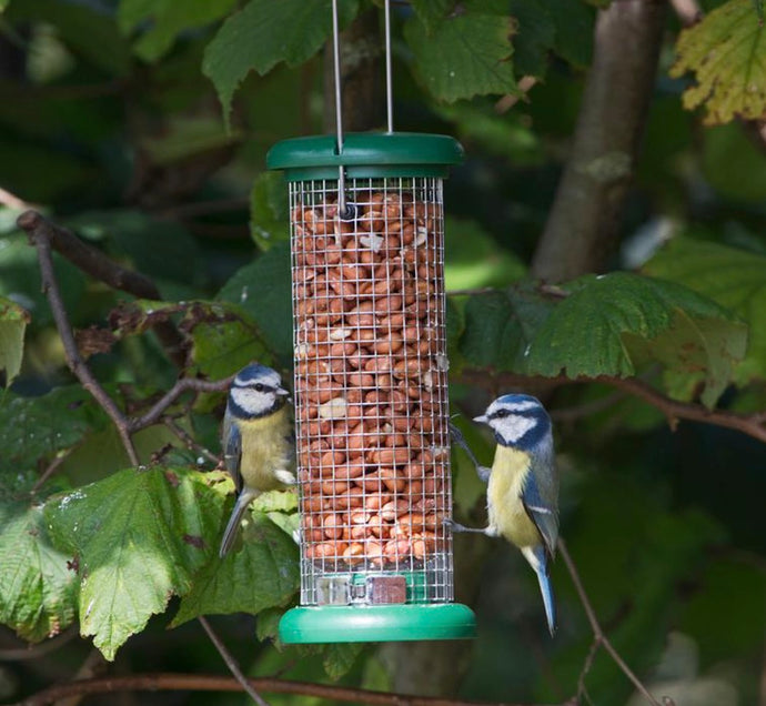 Peckish for Peanuts: Why Birds Love Them!