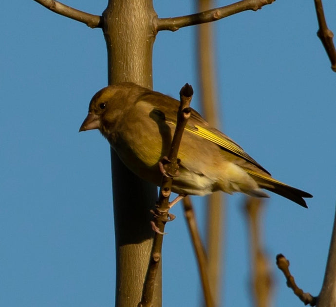 WW Video: Tips on Starting Birdfeeding