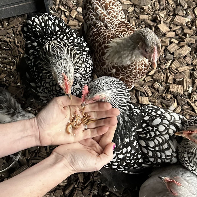 Live Mealworms from Wiggly Wigglers: The Ultimate Treat for Birds, Hens, and Wildlife