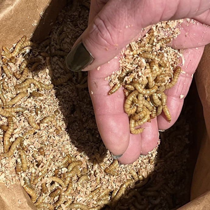 Why LIVE Wiggly Mealworms are the Perfect Hen Treat