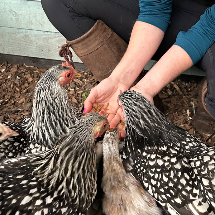 Why Your Hens Deserve LIVE Wiggly Mealworms – Wiggly Wigglers