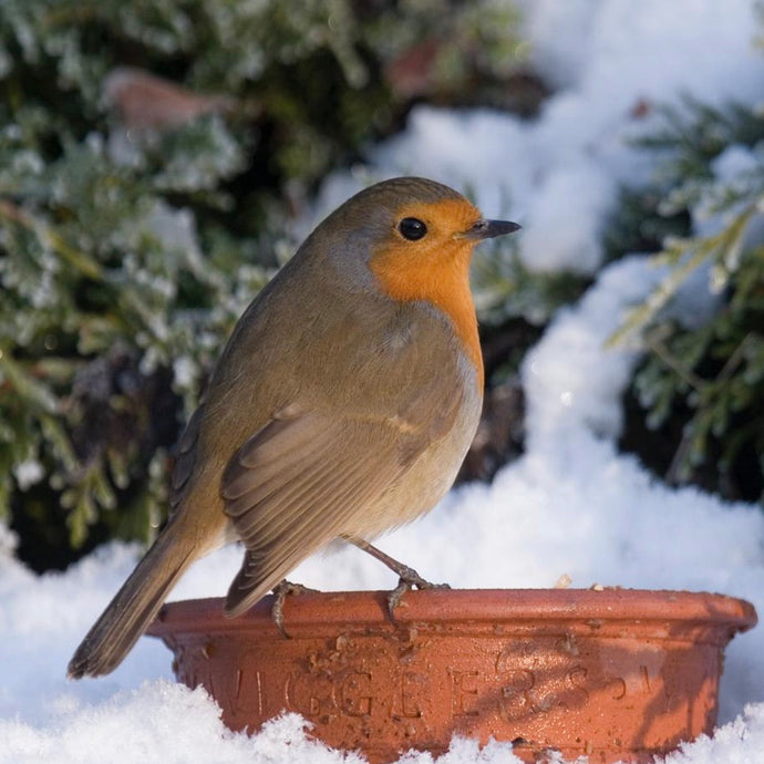 Keep Your Garden Birds Thriving Through the Cold Snap