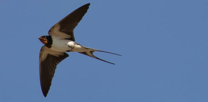 The Incredible Journey of Migratory Birds: Swallows, House Martins, and Swifts