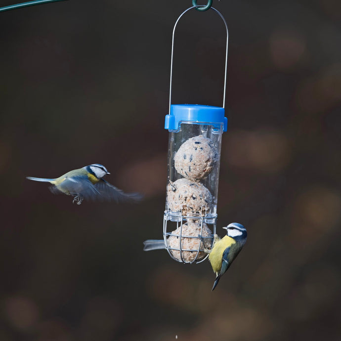 Flip for Pancake Day… and a Treat for Your Garden Birds!