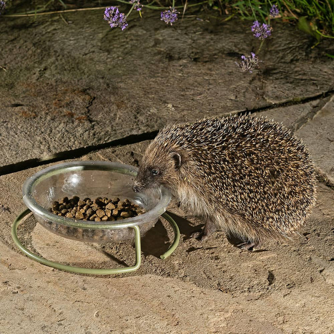 A New Wiggly Favourite: Vale’s Hedgehog Food 🦔