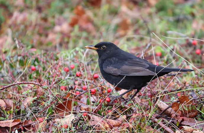 Looking to Stock up on Birdfood before the cold weather comes?