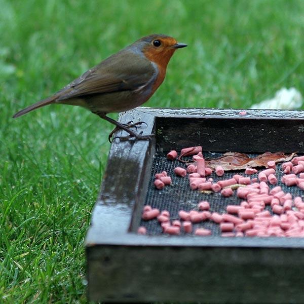 Why Buy Suet Pellets with Berries?