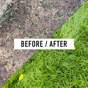 When to mow 2024 new seeded lawn