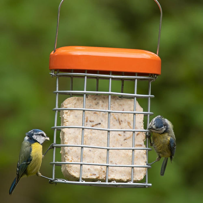 Should I Feed Suet to My Birds Year Round?