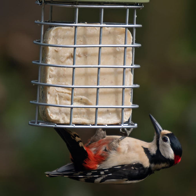 The Ultimate Guide to Feeding Birds with Suet